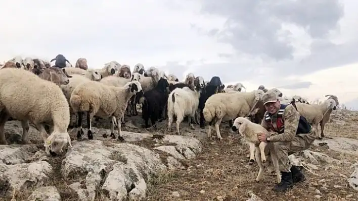 Kaybolan 70 küçükbaş hayvanı jandarma buldu