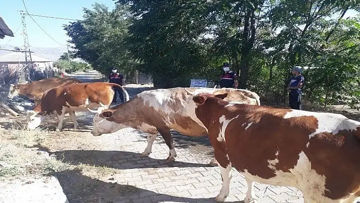 Kayıp hayvanlar ormanlık alanda bulundu