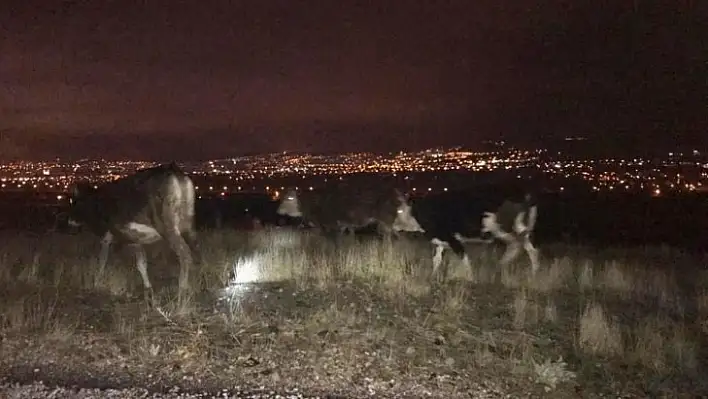 Kayıp inekler jandarma tarafından bulundu