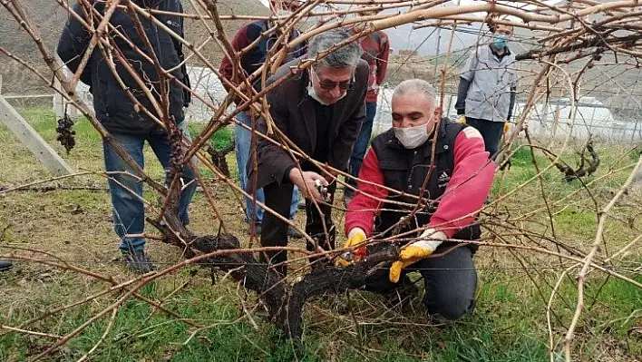 Keban'da çiftçilere, bağ budama eğitimi