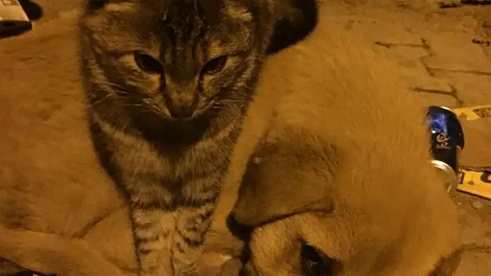 Kedi ile köpeğin şaşırtan dostluğu