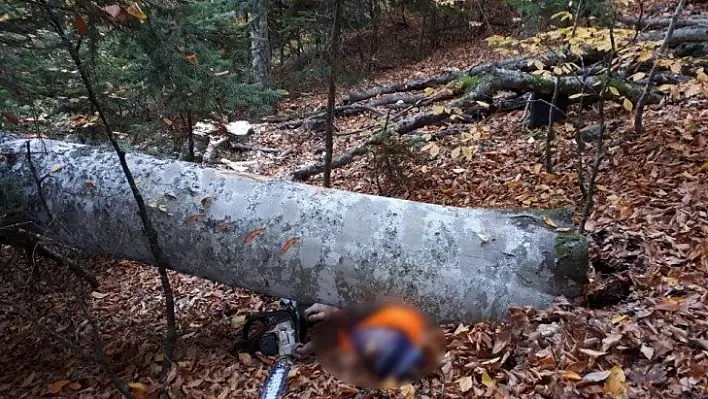 Bolu'da kestiği ağacın altında kalan kişi hayatını kaybetti