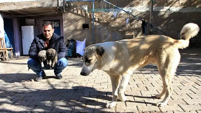 Kış geldi 850 hanelik köy 50'ye düştü