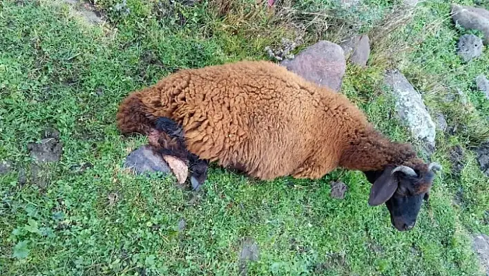 Köpeklerin saldırısına uğrayan 2 koyun telef oldu