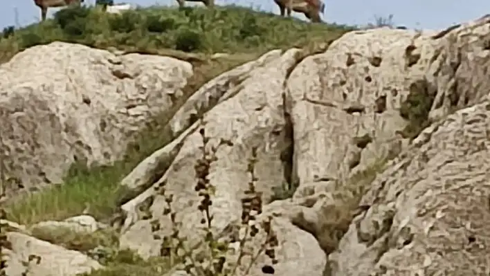 Koruma altındaki dağ keçileri Harput'ta görüntülendi