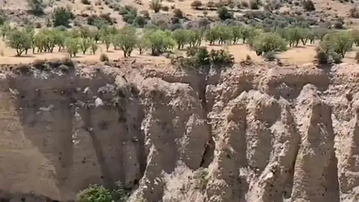 Koruma altındaki dağ keçileri sürü halinde görüntülendi