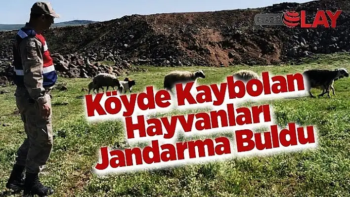 Köyde Kaybolan Hayvanları Jandarma Buldu