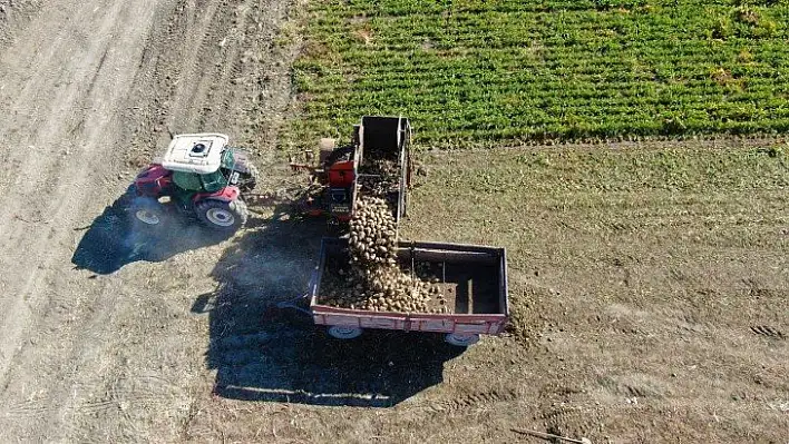 Kuraklık nedeni ile baraj gölünde sular çekildi, çiftçiler bölgeye şeker pancarı ekti