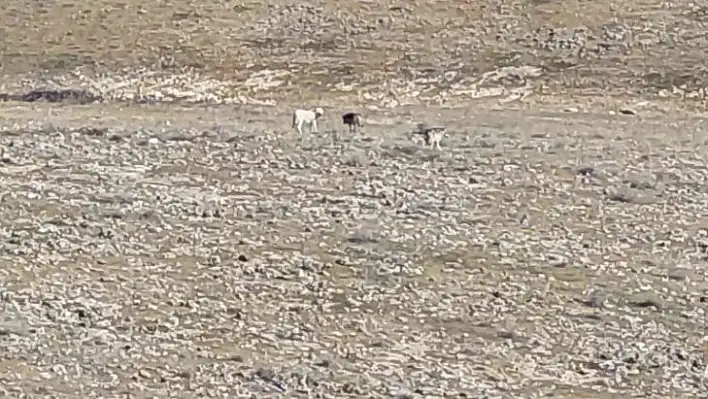 Kurt sürüsünün içerisinde  çoban köpeklerini görenler şaşırdı