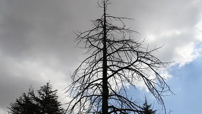 Kuzey Amerika kökenli istilacı böcek, Doğa Anadolu'ya giriş yaptı