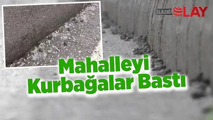 Mahalleyi Kurbağalar Bastı