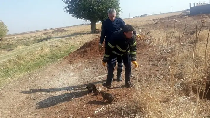 Mardin'de 5 köpek yavrusunu çuvala koyup lağım çukuruna attılar