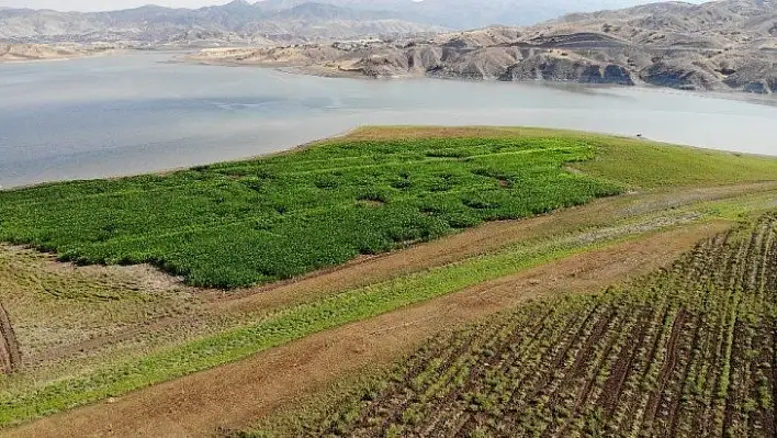 Murat Nehri'nde sular çekildi, tarım başladı