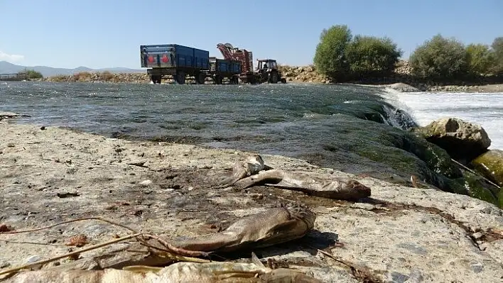 Muş'ta balık ölümleri tedirgin etti