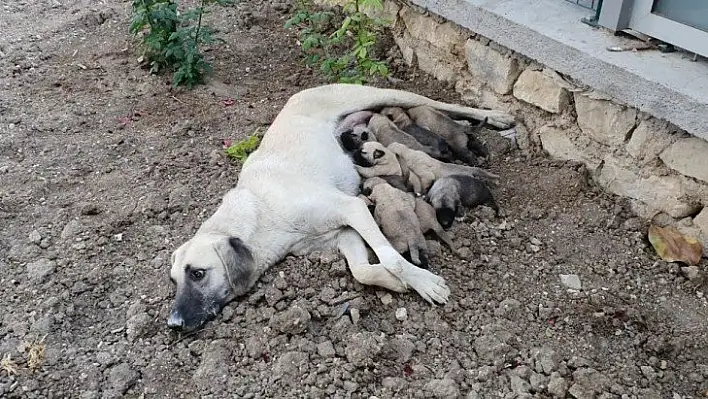 Ölüme terk edilen 10 yavru köpek, 3 gün sonra annelerine kavuştu