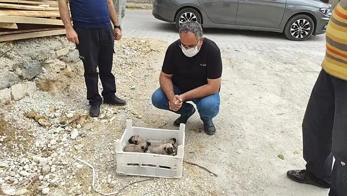 Ölüme Terk Edilen Yavru Köpeklere Belediye Sahip Çıktı