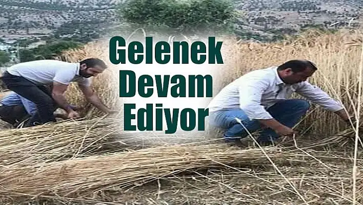 Orakla Ekin Biçme Geleneği Devam ediyor