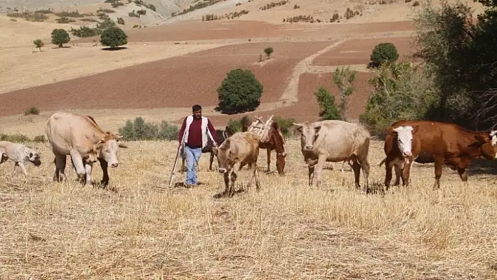 Örnek yaşam mücadelesi