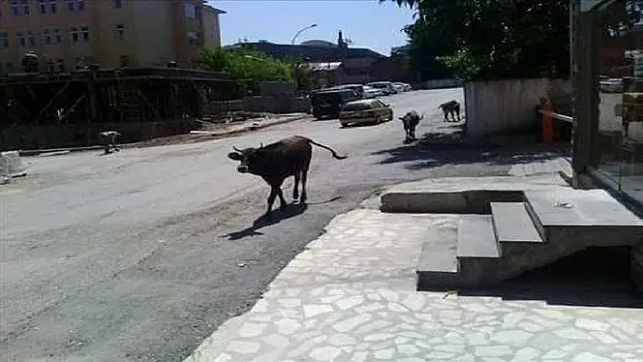 Palu Belediyesi ilginç bir karara imza attı