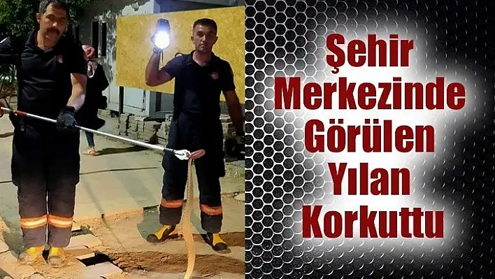 Şehir merkezinde görülen yılan korkuttu