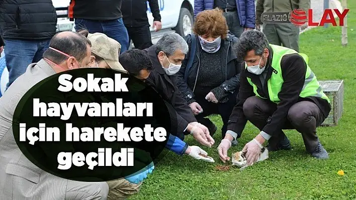 Sokak hayvanları için harekete geçildi