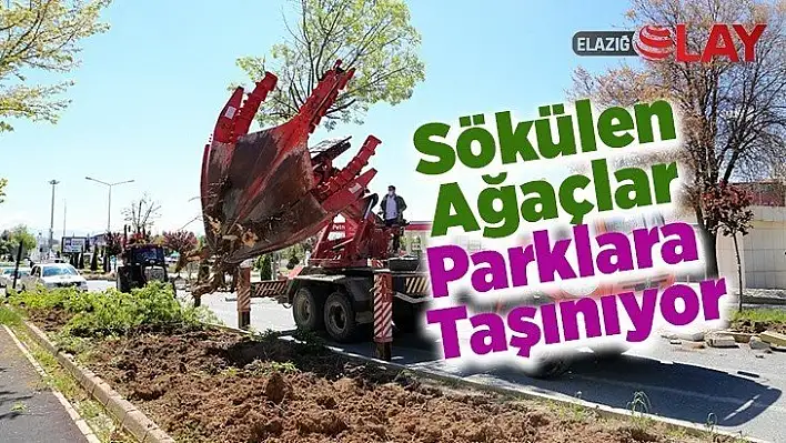 Sökülen Ağaçlar Parklara Taşınıyor