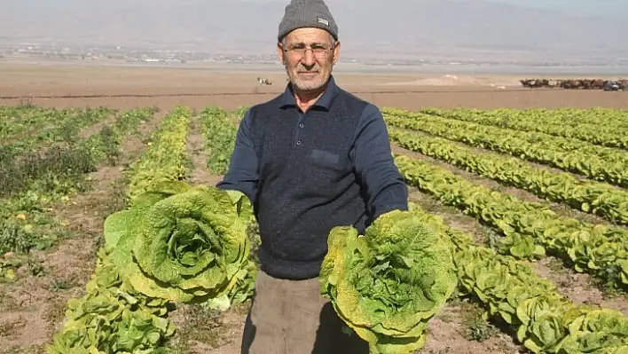 Su çekildi, nehir kenarında tarım başladı