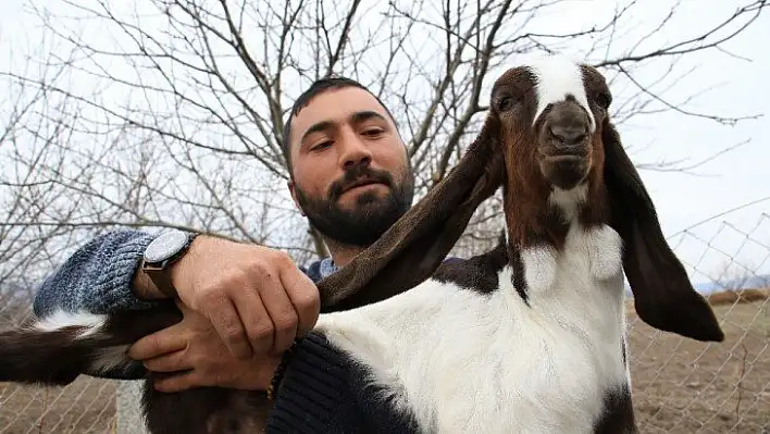 Süt için aldığı keçiler, çift çift kuzulayınca sürü sahibi oldu