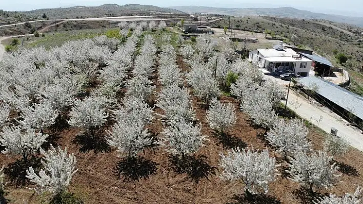 Tarihi Harput Mahallesi kiraz çiçekleriyle beyaza büründü