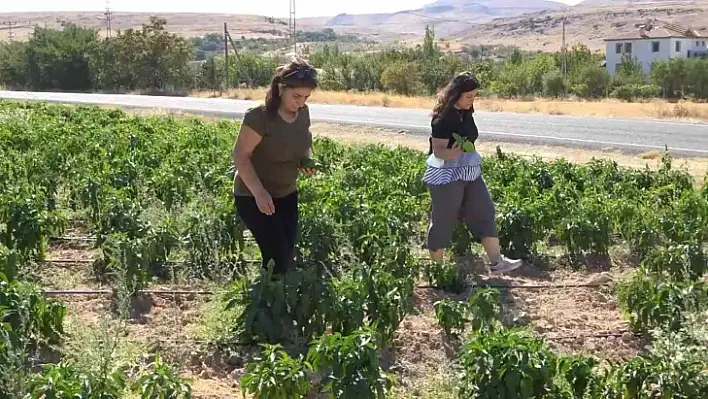 Tarlasını yine vatandaşa açtı, marketin yarı fiyatına satışa başladı