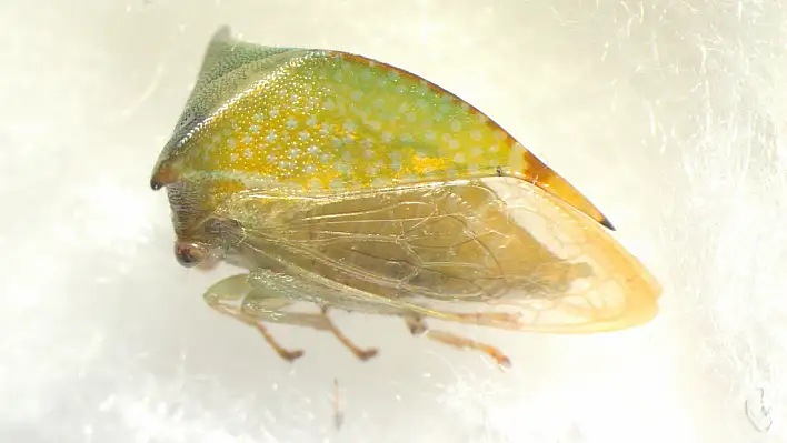 Türkiye'nin entomolojik çeşitliliğine yeni bir halka daha eklendi