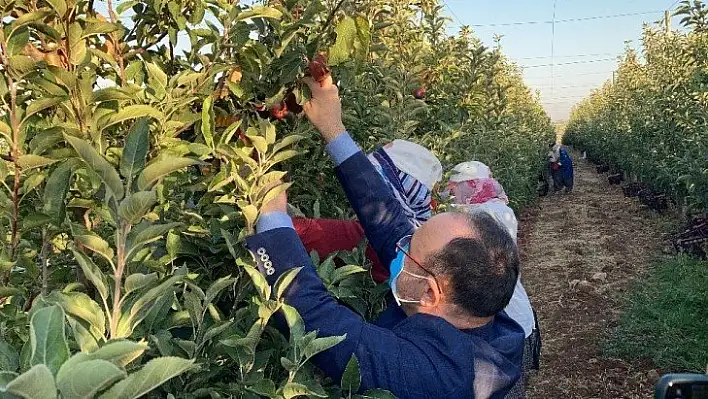 Vali Erkaya Yırık, elma hasadına katıldı