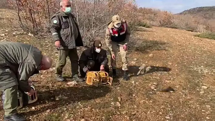 Yasak başladı, ele geçirilen kınalı keklikler doğaya salındı