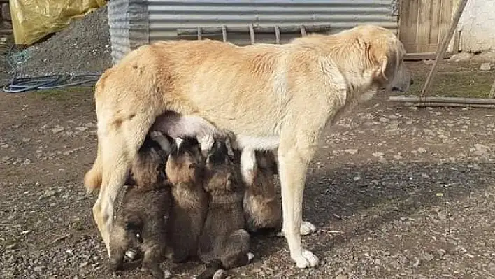 Yavru köpekler annelerine kavuştu