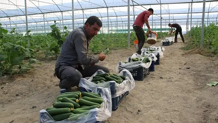 Yüzde 50 hibe ile kurduğu serada günlük 3 ton salatalık hasat ediyor