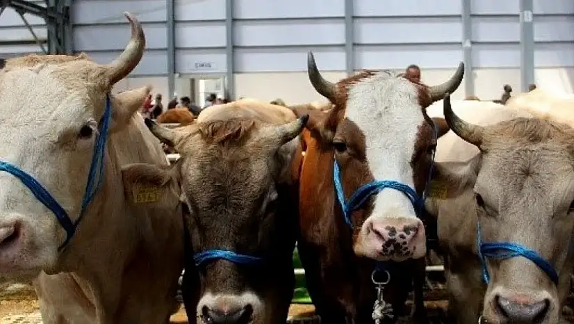 2025 yılı kurban fiyatları cep yakıyor! Vatandaş kara kara düşünüyor