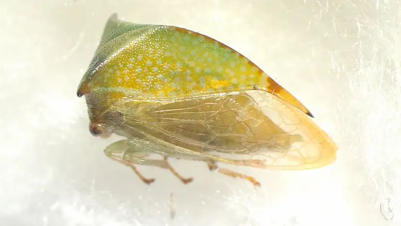 Türkiye'nin entomolojik çeşitliliğine yeni bir halka daha eklendi