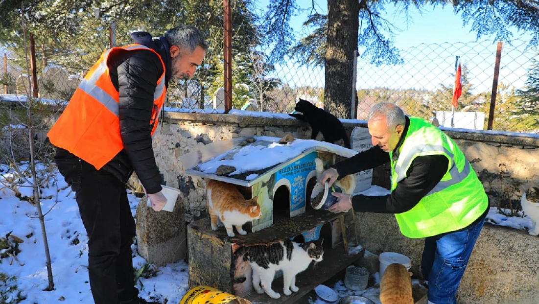 Belediye sokak hayvanlarını unutmadı