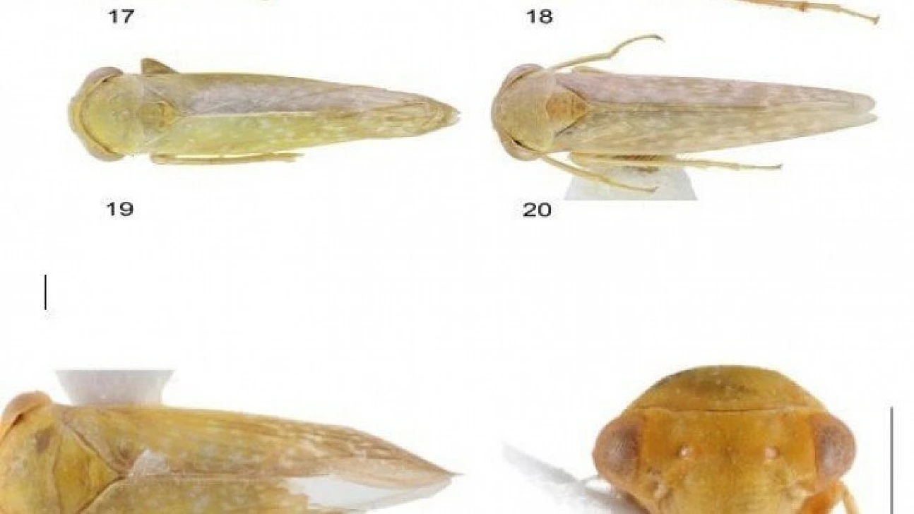 Bu böcek dünyada ikinci, Türkiye'de ilk defa Elazığ'da görüldü