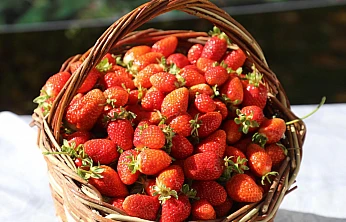 5 bin çilek fidesi toprakla buluştu