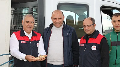 Kalecik Baraj Gölüne sazan bırakıldı