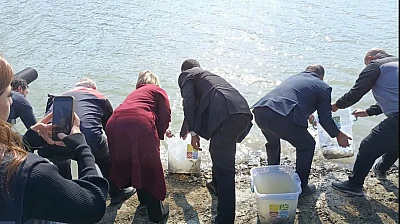 Keban'da Üretilen 300 bin sazan yavrusu Nahçıvan'da suya bırakıldı