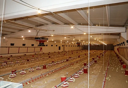 Elazığ'da kanatlı üretimi iki katına çıktı