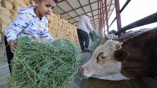 'Hayal bile edemezdik' diyen muhtar, TKDK'dan aldığı destek ile köyünü tavuk ve besi çiftliğine döndürdü