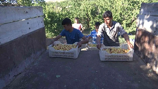 'Sarı altın' hasadında çiftçinin yüzü gülüyor