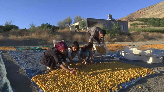 'Sarı altın' hasadında çiftçinin yüzü gülüyor