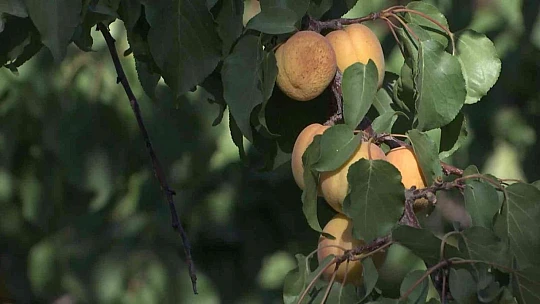 'Sarı altın' hasadında çiftçinin yüzü gülüyor