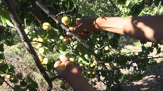 'Sarı altın' hasadında çiftçinin yüzü gülüyor