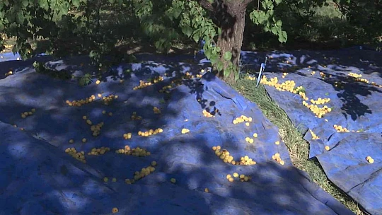 'Sarı altın' hasadında çiftçinin yüzü gülüyor