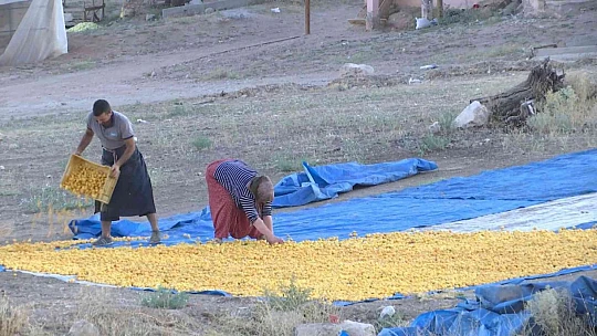 'Sarı altın' hasadında çiftçinin yüzü gülüyor
